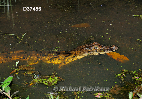 Broad-snouted Caiman (Caiman latirostris)